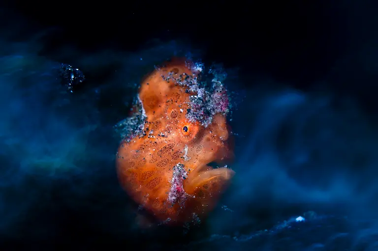 2nd-Underwater-Ethereal Frogfish-Daniel Sly-CUPOTY 7-WEB
